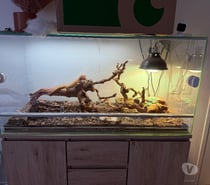 pogona vitticeps
