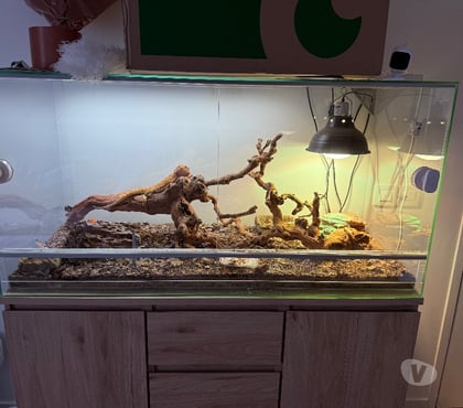 Vente animaux Gourdon Lot - Photos Vivastreet pogona vitticeps
