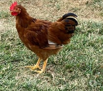 Vends joli coq - née 15.04.25