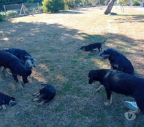 Chiots griffon nivernais