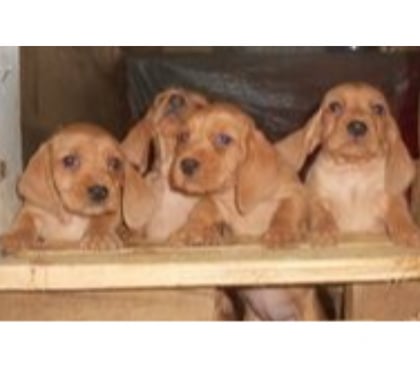 Vente animaux Blajan Haute-Garonne - Photos Vivastreet Basset Fauve de Bretagne de belles lignées