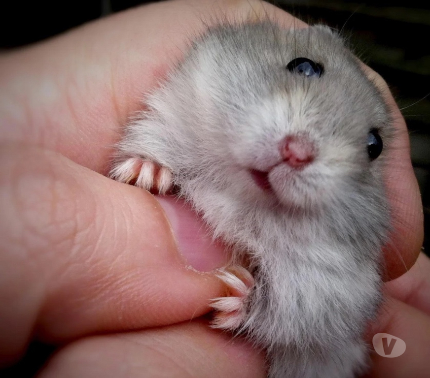 Don animaux Gironde Merignac - 33700 - Photos Vivastreet Don bébé hamster