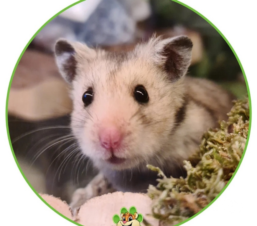Don animaux Gironde Merignac - 33700 - Photos Vivastreet Don bébé hamster