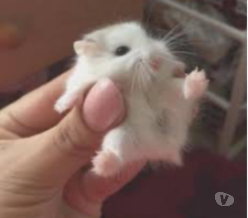 Don animaux Gironde Merignac - 33700 - Photos Vivastreet Don bébé hamster