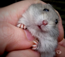 Don bébé hamster