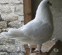Pigeons de chair