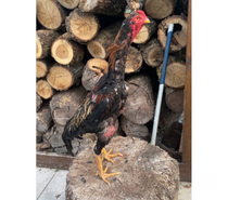 Vend coq âge de 12 mois en pleine mue