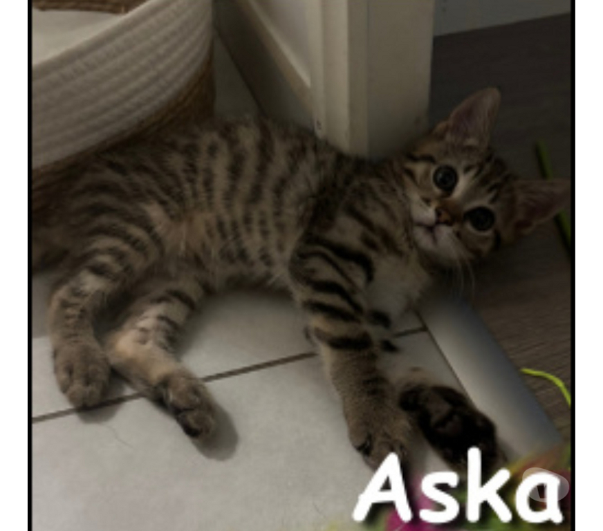 Don animaux Rhône Lyon - Photos Vivastreet ASKA, chaton joueur et câlin