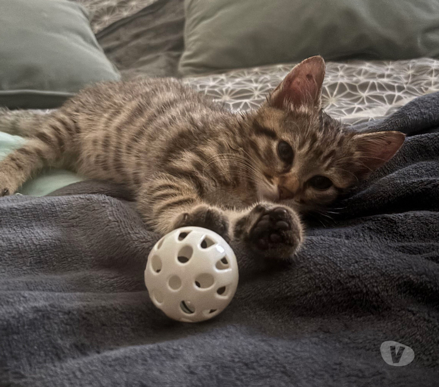 Don animaux Rhône Lyon - Photos Vivastreet ASKA, chaton joueur et câlin