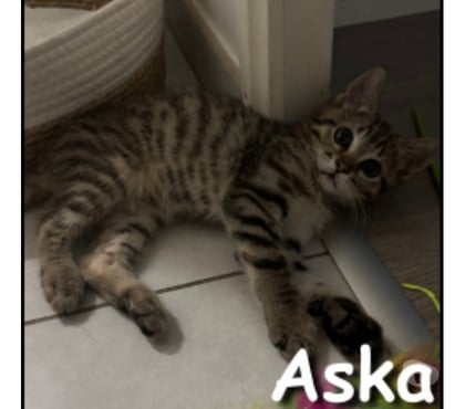 Don animaux Lyon Lyon - Photos Vivastreet ASKA, chaton joueur et câlin