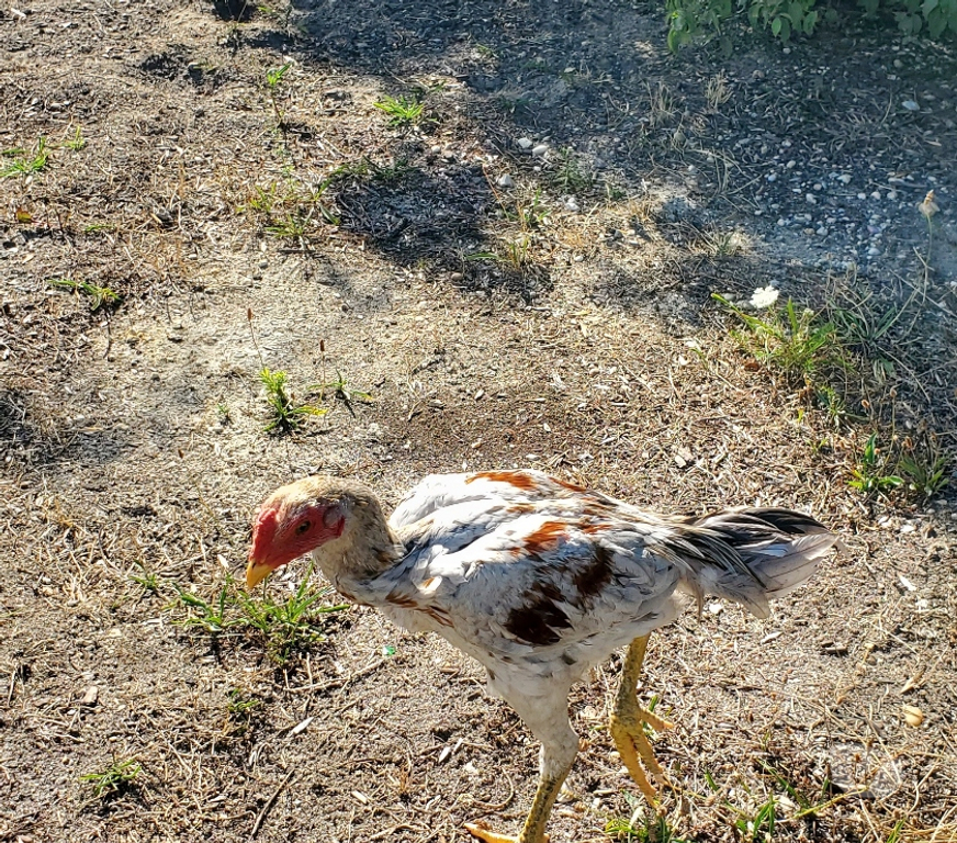 Vente Gironde Bourg sur Gironde - 33710 - Photos Vivastreet Coq de bonne race bien croisé gadon viet