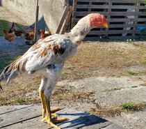 Coq de bonne race bien croisé gadon viet