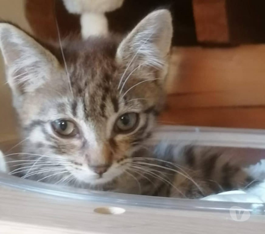 Don animaux Aude Carcassonne - Photos Vivastreet Cookie chaton 2 mois A ADOPTER