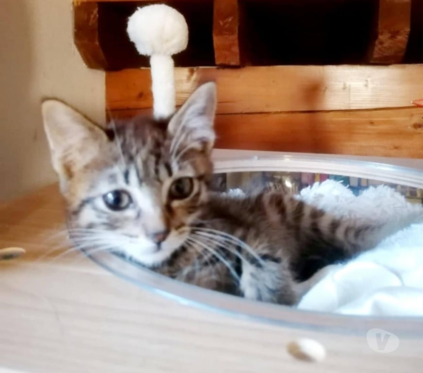 Don animaux Aude Carcassonne - Photos Vivastreet Cookie chaton 2 mois A ADOPTER