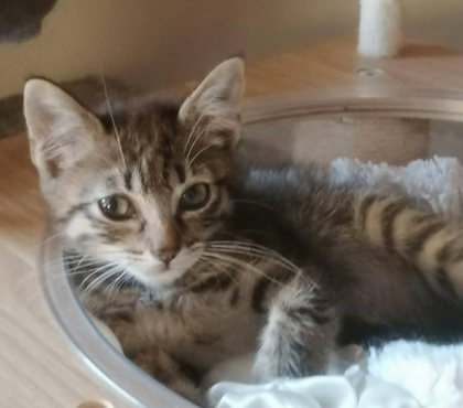Don animaux Carcassonne Carcassonne - Photos Vivastreet Cookie chaton 2 mois A ADOPTER
