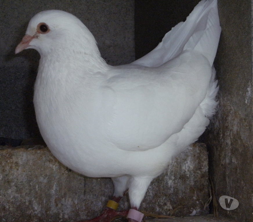 Vente Seine-et-Marne Bagneaux sur Loing - 77167 - Photos Vivastreet Pigeons reproducteurs hubbell blanc
