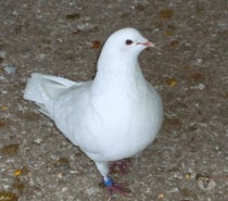 Pigeons reproducteurs hubbell blanc