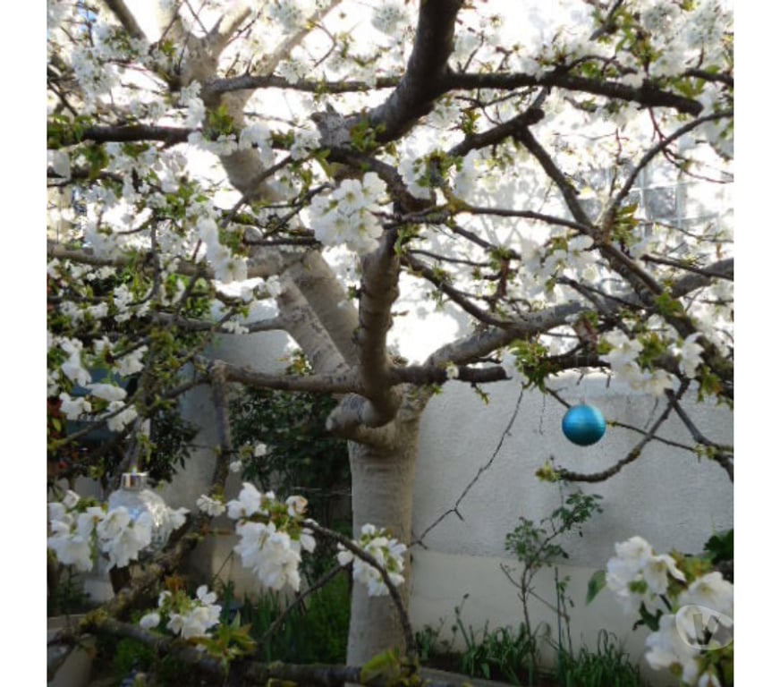  Yvelines Houilles - 78800 - Photos Vivastreet Recherche Dont de bois d arbre fruitiers
