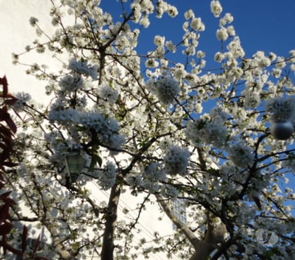 Bricolage - Jardin - Outillage Houilles Yvelines - Photos Vivastreet Recherche Dont de bois d arbre fruitiers
