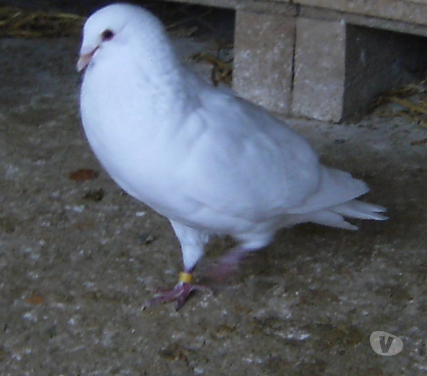 Vente Seine-et-Marne Bagneaux sur Loing - 77167 - Photos Vivastreet Pigeons de chair