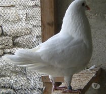 Pigeons de chair