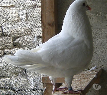 Vente Bagneaux sur Loing Seine-et-Marne - Photos Vivastreet Pigeons de chair