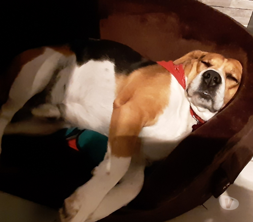 Don animaux Charente-Maritime Nieul le Virouil - 17150 - Photos Vivastreet Beagle mâle de 10 ans 1 2 cherche famille aimante