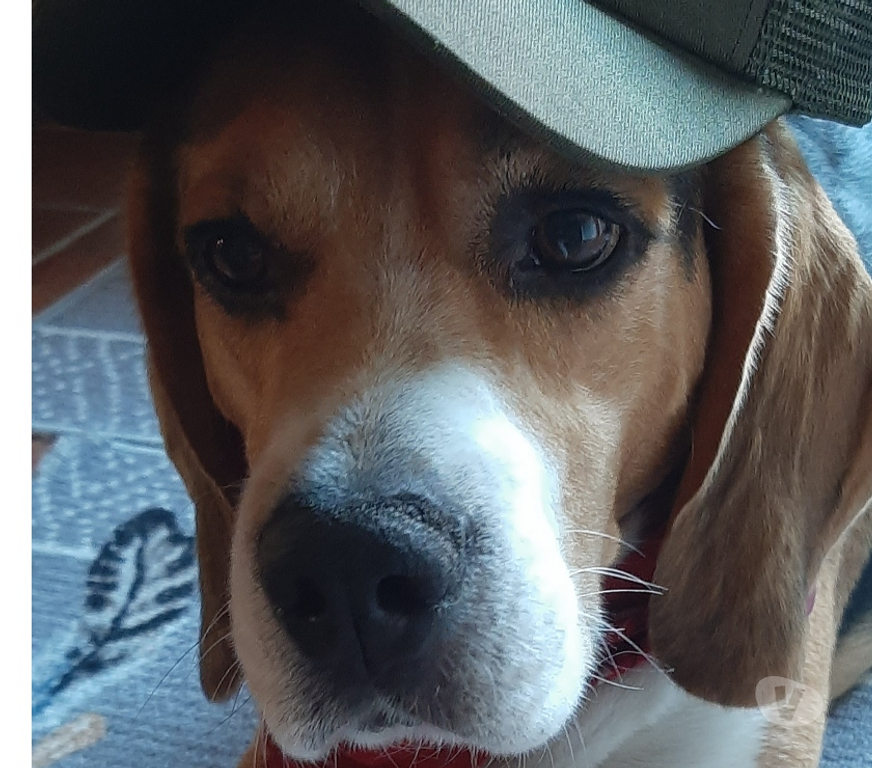 Don animaux Charente-Maritime Nieul le Virouil - 17150 - Photos Vivastreet Beagle mâle de 10 ans 1 2 cherche famille aimante