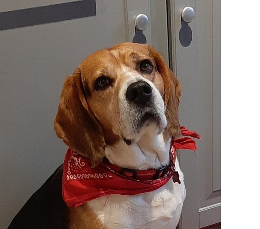 Don animaux Charente-Maritime Nieul le Virouil - 17150 - Photos Vivastreet Beagle mâle de 10 ans 1 2 cherche famille aimante