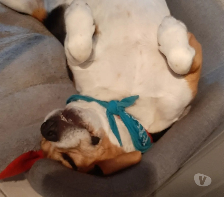 Don animaux Charente-Maritime Nieul le Virouil - 17150 - Photos Vivastreet Beagle mâle de 10 ans 1 2 cherche famille aimante
