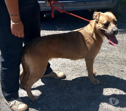Adoption animaux Perpignan Perpignan - Photos Vivastreet ARLETTI, chienne type boxer, 1 an non lof