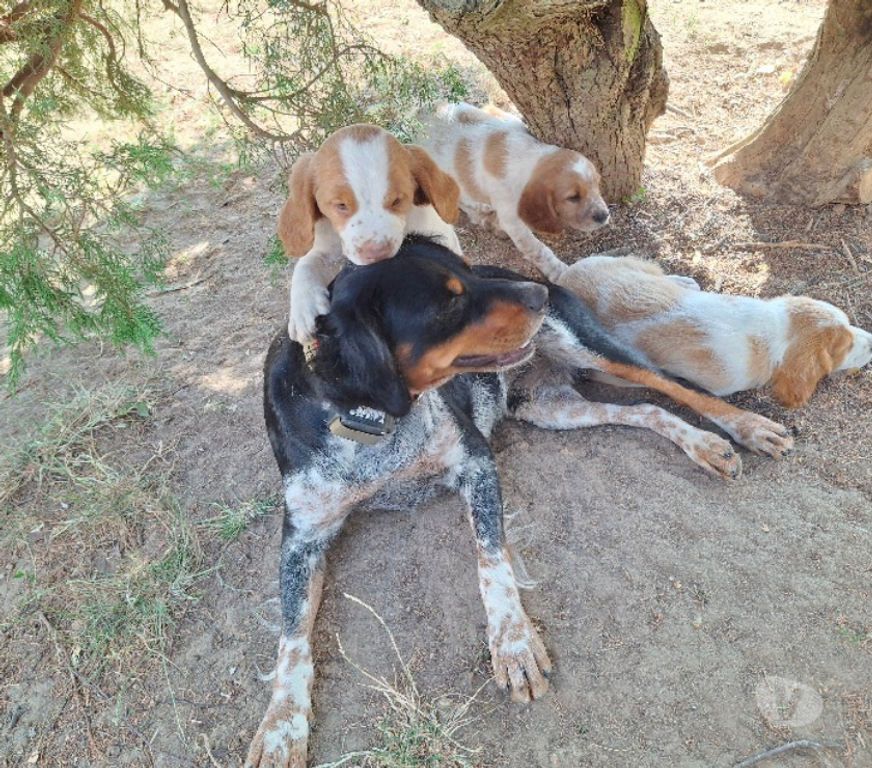 Vente Seine-et-Marne Fontainebleau - 77300 - Photos Vivastreet A réserver chiot épagneul breton LOF (yeux clairs)