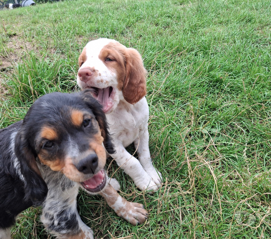Vente Seine-et-Marne Fontainebleau - 77300 - Photos Vivastreet A réserver chiot épagneul breton LOF (yeux clairs)