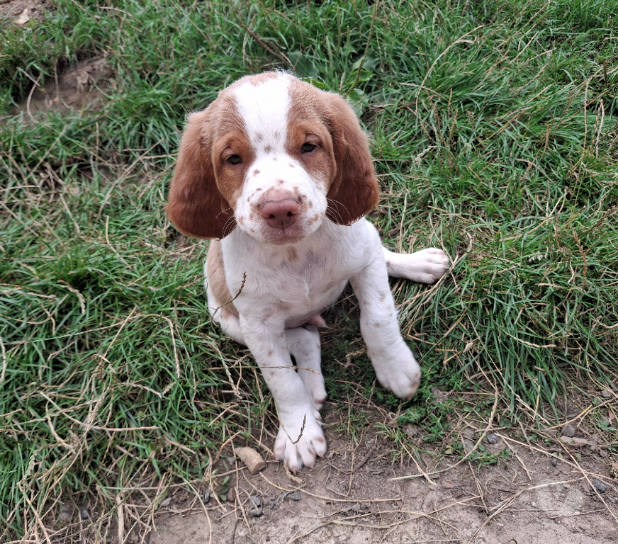 Vente Seine-et-Marne Fontainebleau - 77300 - Photos Vivastreet A réserver chiot épagneul breton LOF (yeux clairs)