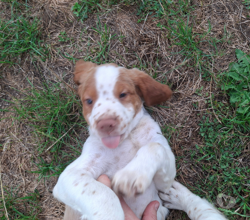 Vente Seine-et-Marne Fontainebleau - 77300 - Photos Vivastreet A réserver chiot épagneul breton LOF (yeux clairs)
