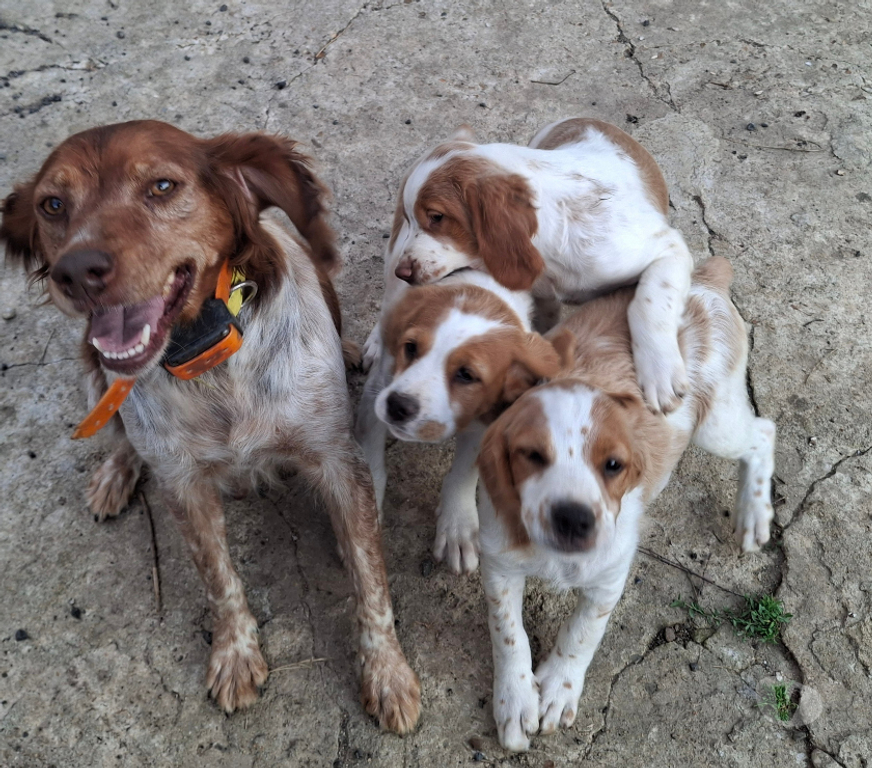 Vente Seine-et-Marne Fontainebleau - 77300 - Photos Vivastreet A réserver chiot épagneul breton LOF (yeux clairs)