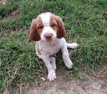A réserver chiot épagneul breton LOF (yeux clairs)