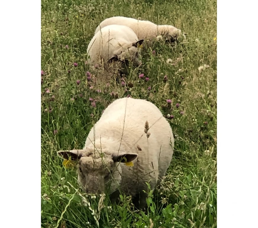 Vente Vendée La Copechagniere - 85260 - Photos Vivastreet Agneaux mouton vendéen