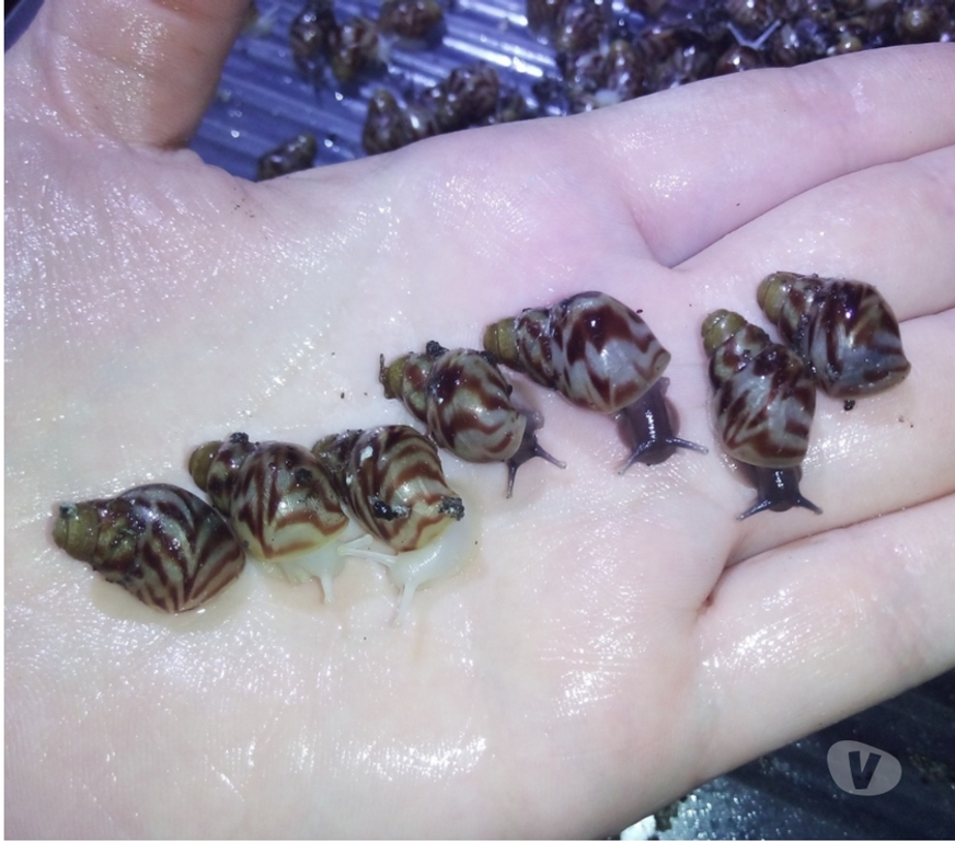 Vente Doubs Seloncourt - 25230 - Photos Vivastreet Escargots géants Lissachatina Reticulata
