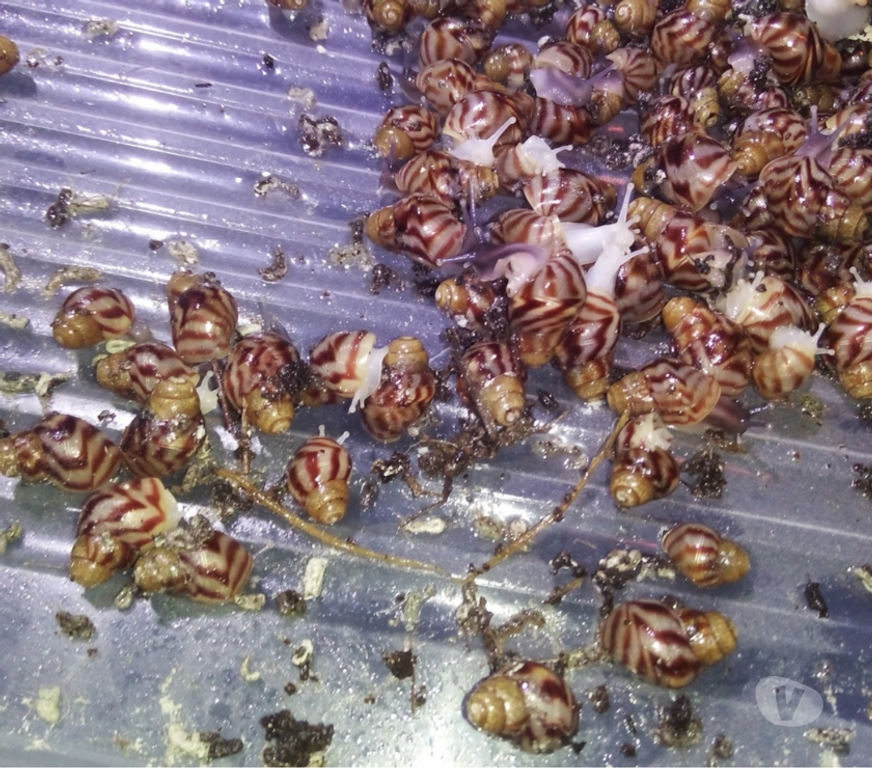 Vente Doubs Seloncourt - 25230 - Photos Vivastreet Escargots géants Lissachatina Reticulata