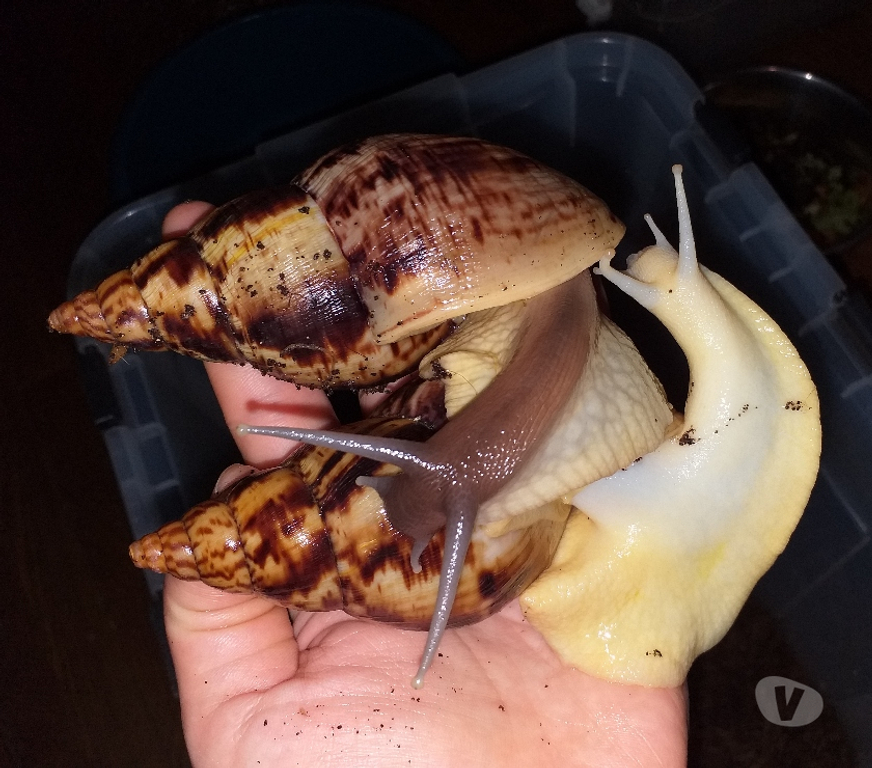 Vente Doubs Seloncourt - 25230 - Photos Vivastreet Escargots géants Lissachatina Reticulata
