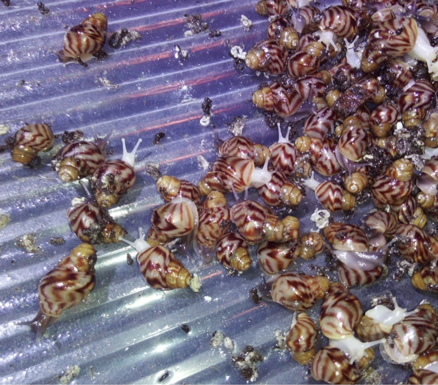 Vente Doubs Seloncourt - 25230 - Photos Vivastreet Escargots géants Lissachatina Reticulata