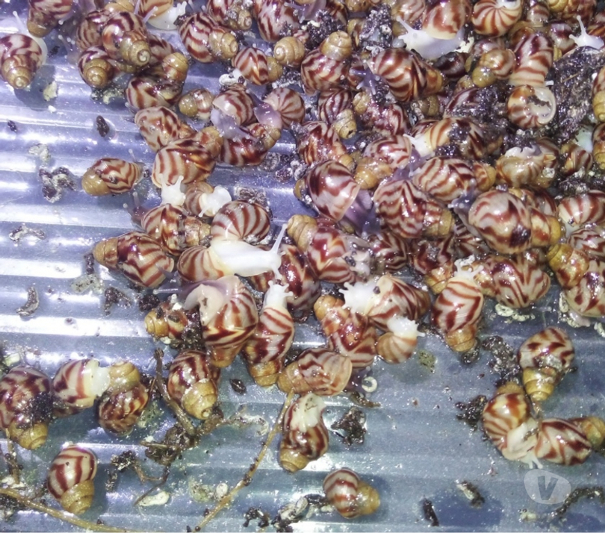 Vente Doubs Seloncourt - 25230 - Photos Vivastreet Escargots géants Lissachatina Reticulata