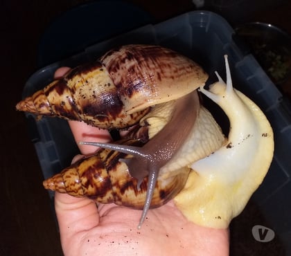 Vente Seloncourt Doubs - Photos Vivastreet Escargots géants Lissachatina Reticulata
