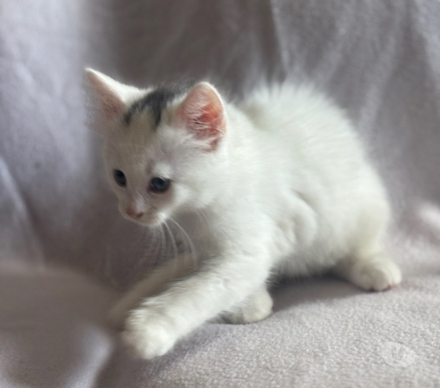 Don animaux Val-d'Oise Soisy sous Montmorency - 95230 - Photos Vivastreet LULLA ET SES BEBES AGATHA ET SHERLOCK