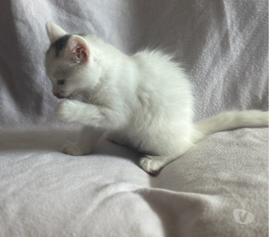 Don animaux Val-d'Oise Soisy sous Montmorency - 95230 - Photos Vivastreet LULLA ET SES BEBES AGATHA ET SHERLOCK