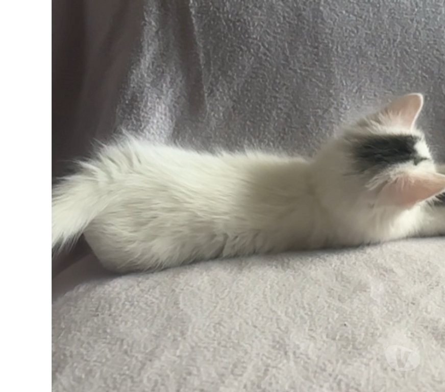 Don animaux Val-d'Oise Soisy sous Montmorency - 95230 - Photos Vivastreet LULLA ET SES BEBES AGATHA ET SHERLOCK