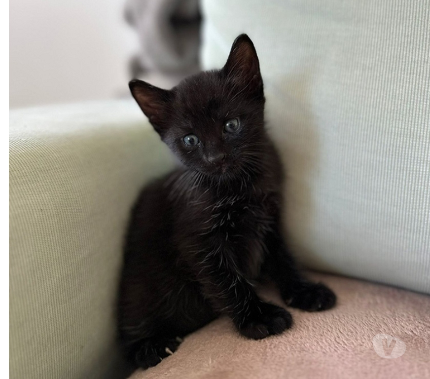 Don animaux Val-d'Oise Soisy sous Montmorency - 95230 - Photos Vivastreet LULLA ET SES BEBES AGATHA ET SHERLOCK