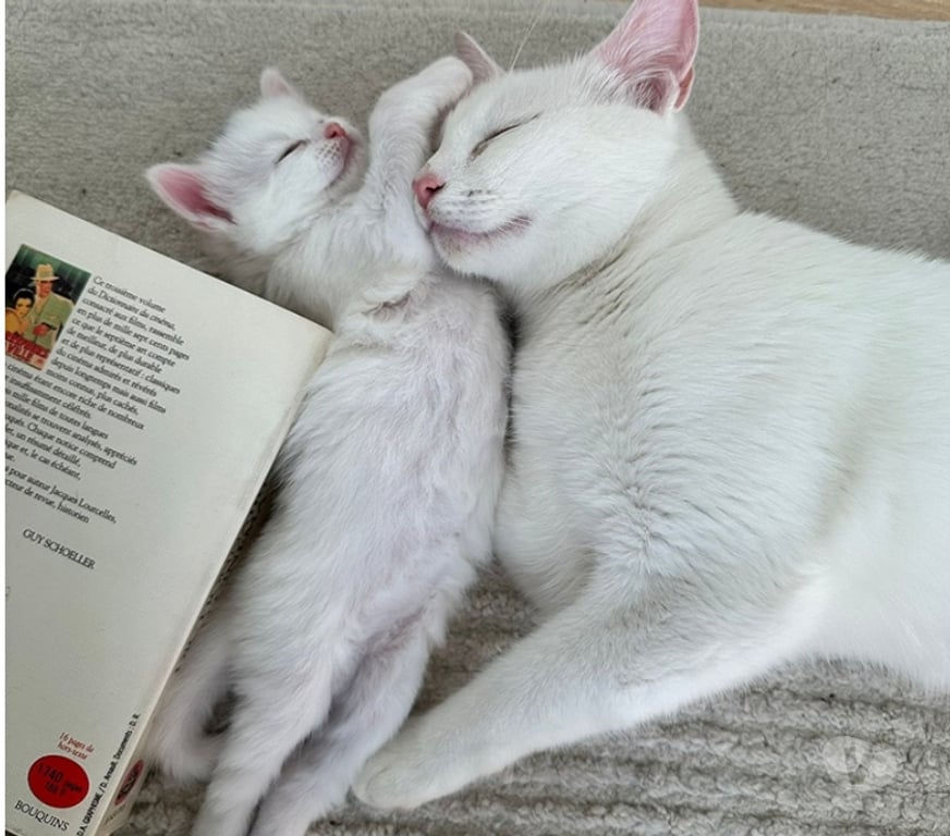 Don animaux Val-d'Oise Soisy sous Montmorency - 95230 - Photos Vivastreet LULLA ET SES BEBES AGATHA ET SHERLOCK