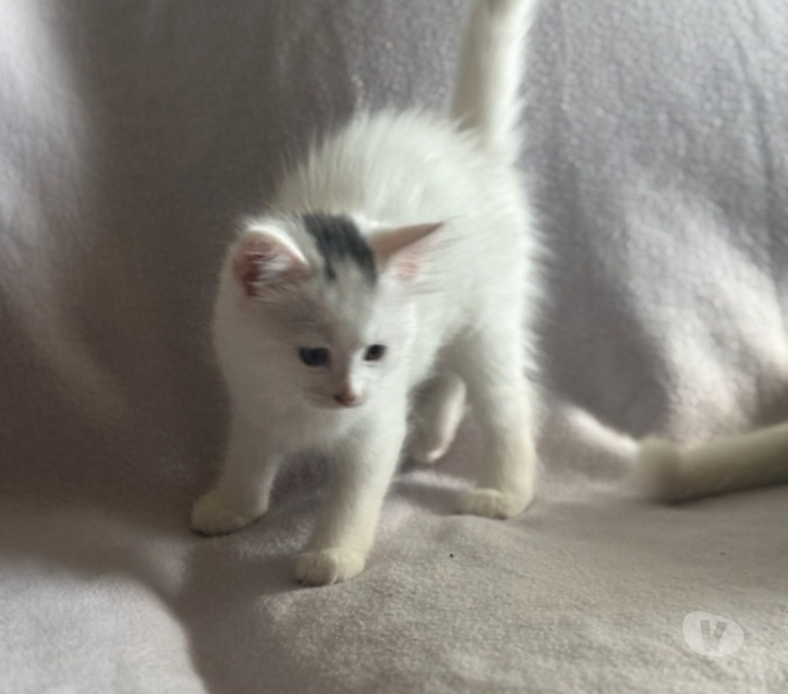 Don animaux Val-d'Oise Soisy sous Montmorency - 95230 - Photos Vivastreet LULLA ET SES BEBES AGATHA ET SHERLOCK